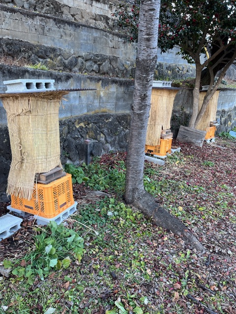 日本蜜蜂の越冬