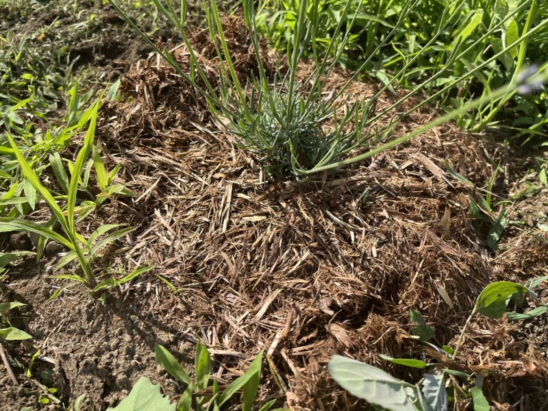 新しく植えたラベンダー